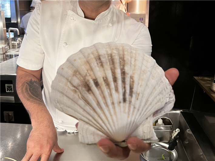 scallop shell size